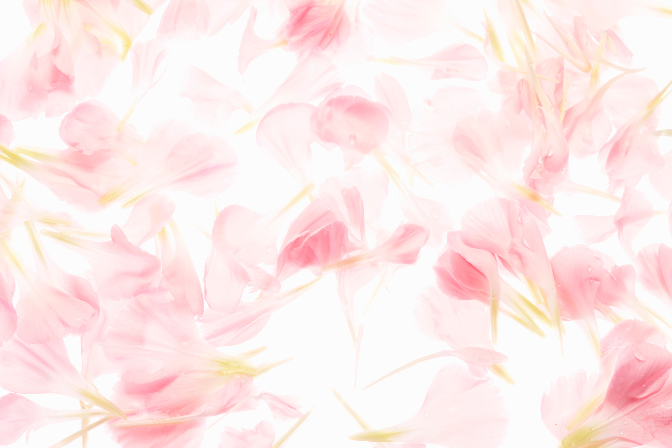 Carnation petal